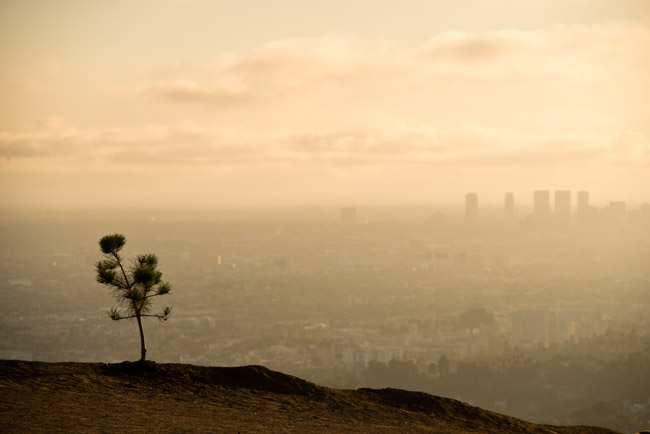 Griffith Park in LA