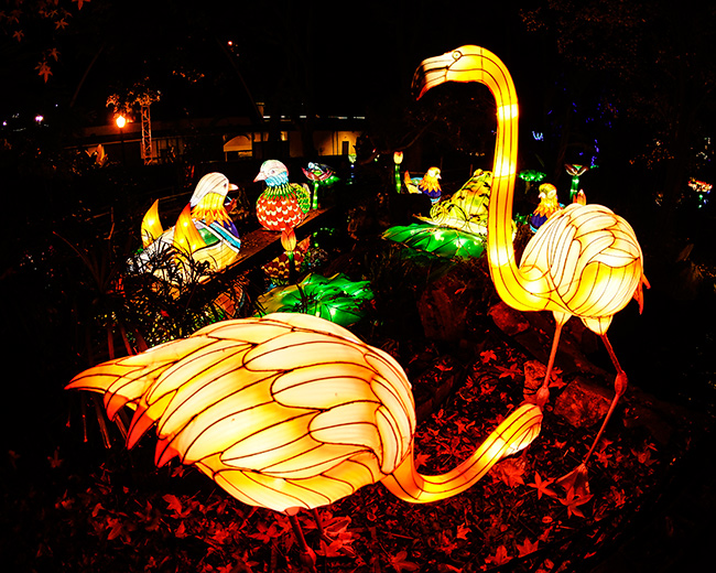 Magical Chinese Lantern Festival