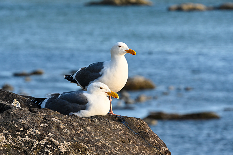 Best photo of wildlife