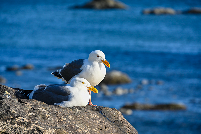 Best photo of wildlife