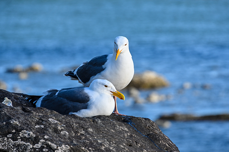 Best photo of wildlife