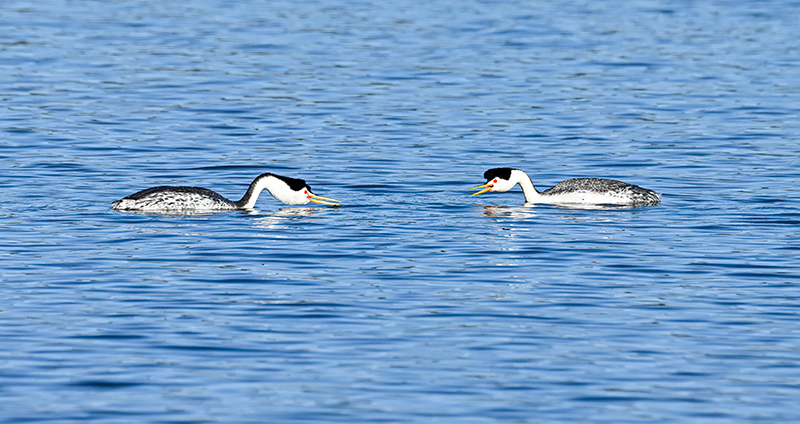 Best photo of wildlife