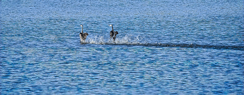 Best photo of wildlife