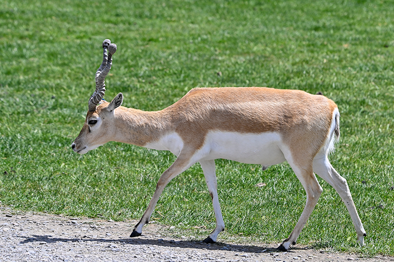 Best photo of wildlife