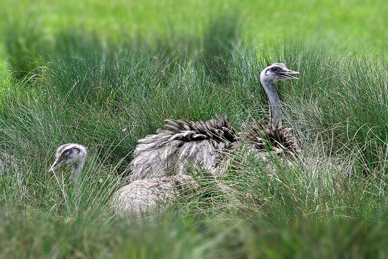 Best photo of wildlife