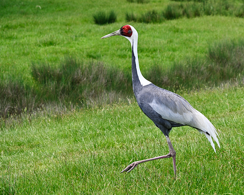 Best photo of wildlife