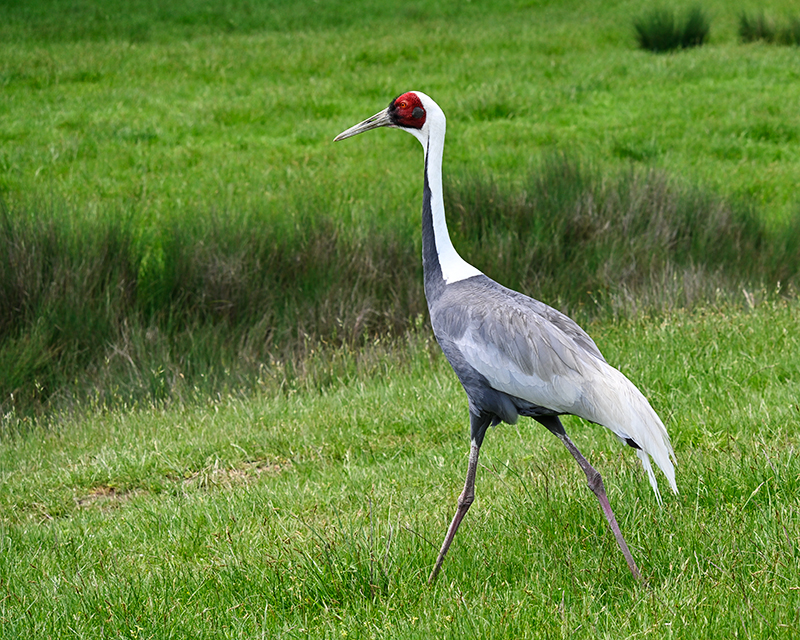 Best photo of wildlife