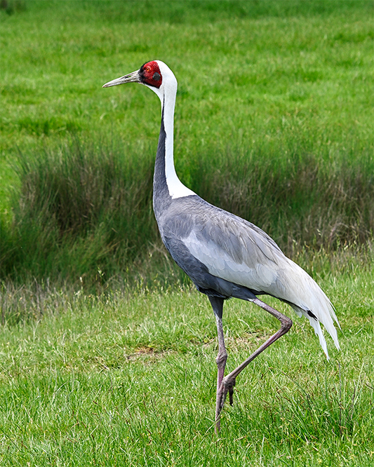 Best photo of wildlife