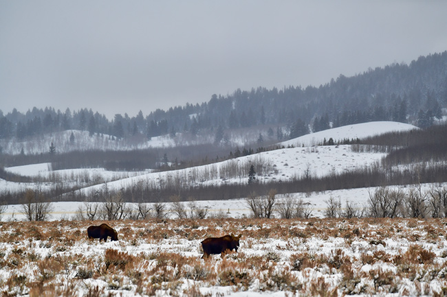 Photo of Jackson Hole, Grand Tetons, and Yellowstone