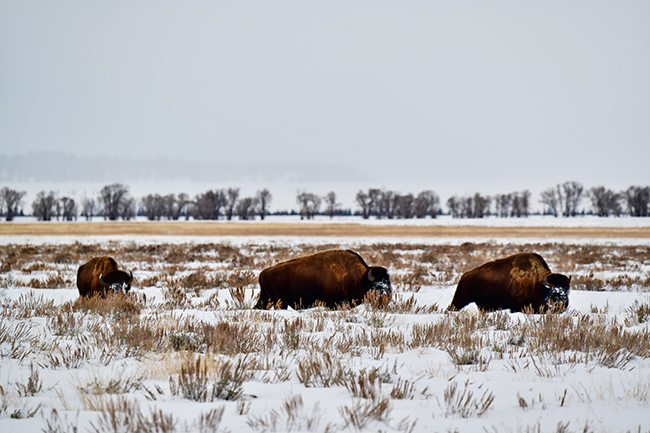 Photo of Jackson Hole, Grand Tetons, and Yellowstone