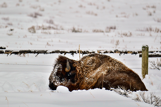 Photo of Jackson Hole, Grand Tetons, and Yellowstone