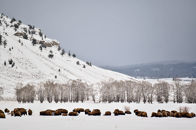 Photo of Jackson Hole, Grand Tetons, and Yellowstone