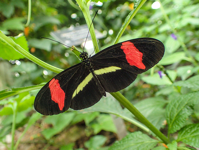 Butterfly Conservatory