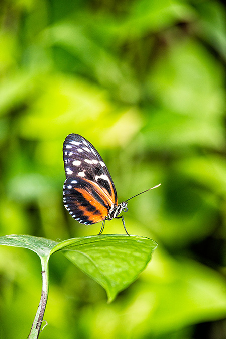 Butterfly Conservatory