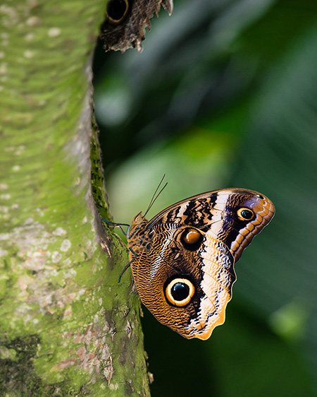 Butterfly Conservatory