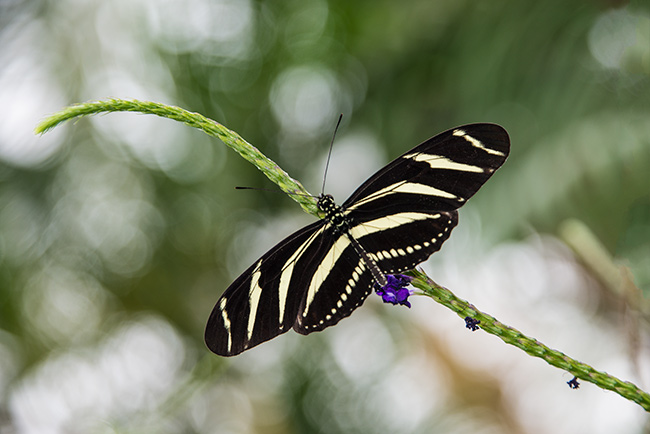 Butterfly Conservatory