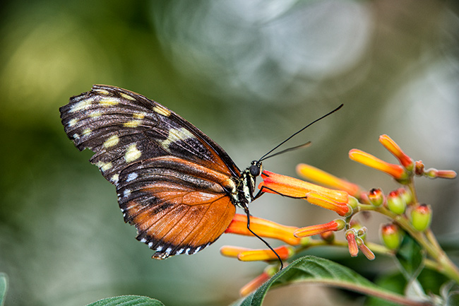 Butterfly Conservatory