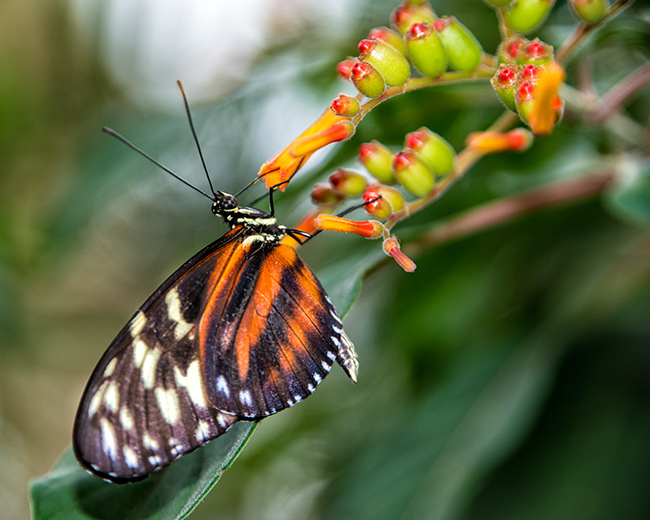 Butterfly Conservatory