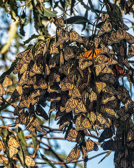 Monarch Butterfly