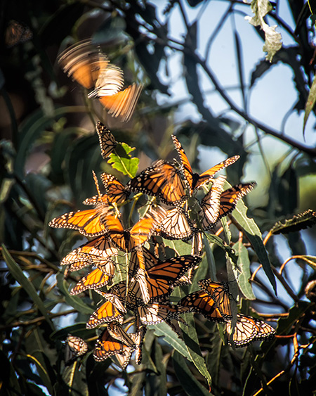 Monarch Butterfly