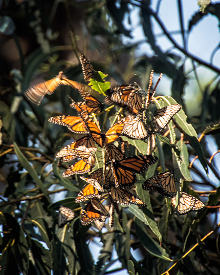 Monarch Butterfly