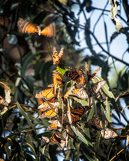 Monarch Butterfly