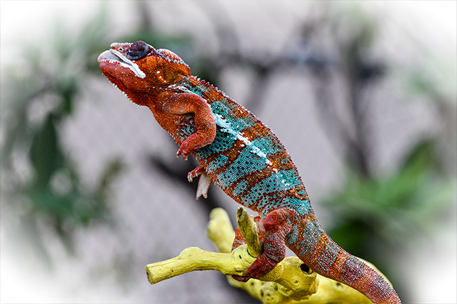 Photo of Chameleon 