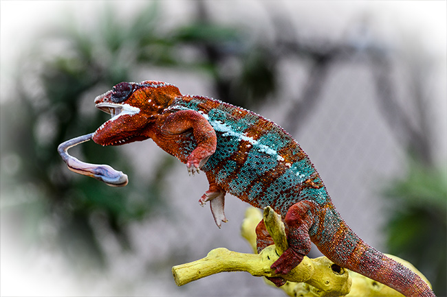 Photo of Chameleon 