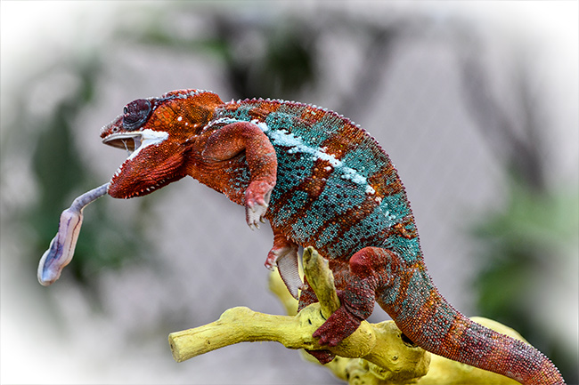 Photo of Chameleon 