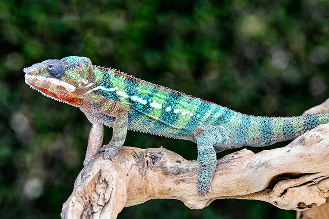 Photo of Chameleon 