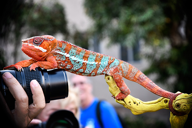 Photo of Chameleon 