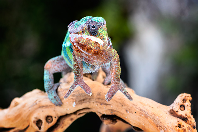 Photo of Chameleon 