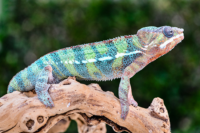 Photo of Chameleon 