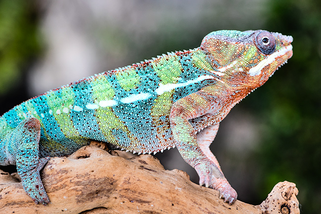 Photo of Chameleon 