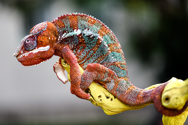 Photo of Chameleon 