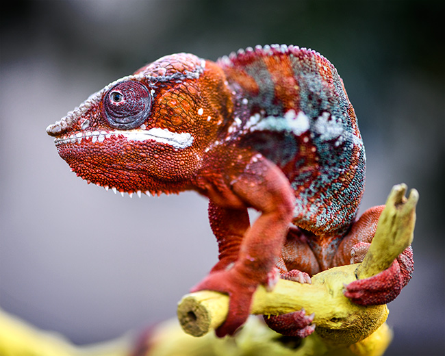 Photo of Chameleon 