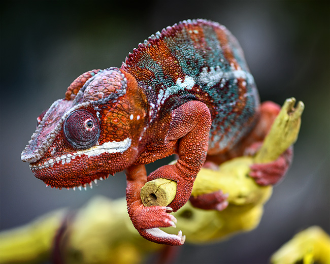 Photo of Chameleon 