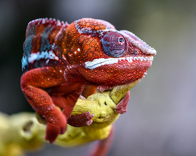 Photo of Chameleon 