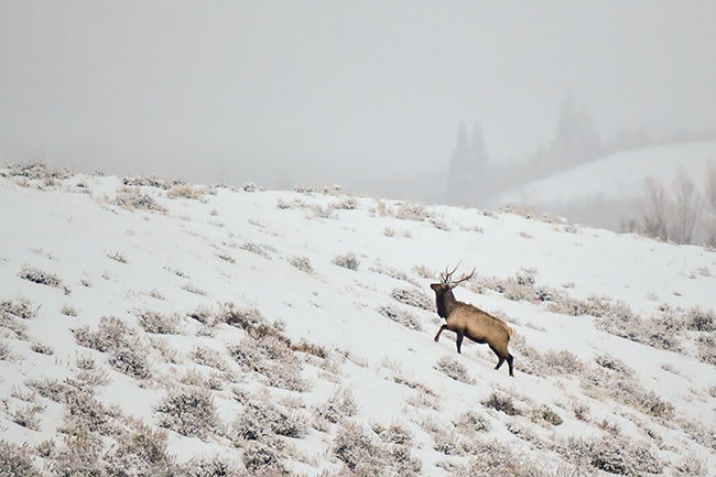 Photo of Jackson Hole, Grand Tetons, and Yellowstone