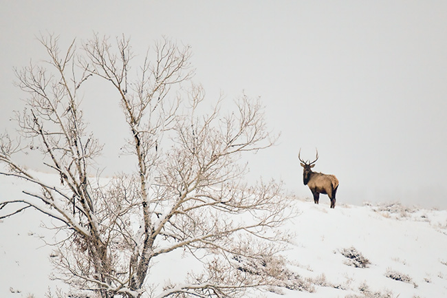 Photo of Jackson Hole, Grand Tetons, and Yellowstone