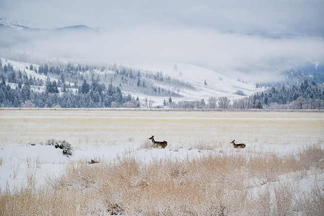 Photo of Jackson Hole, Grand Tetons, and Yellowstone