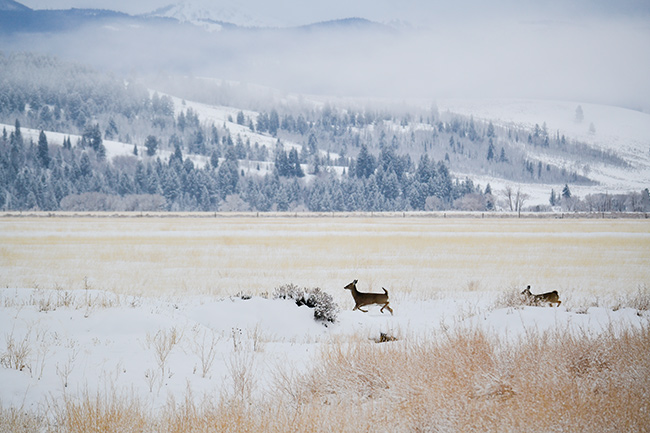 Photo of Jackson Hole, Grand Tetons, and Yellowstone