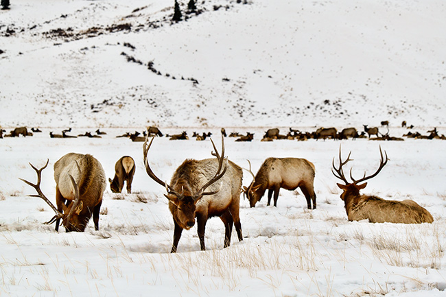 Photo of Jackson Hole, Grand Tetons, and Yellowstone