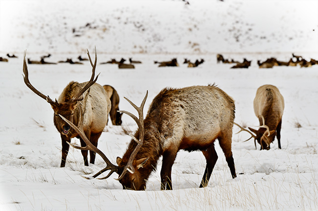 Photo of Jackson Hole, Grand Tetons, and Yellowstone