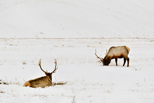 Photo of Jackson Hole, Grand Tetons, and Yellowstone