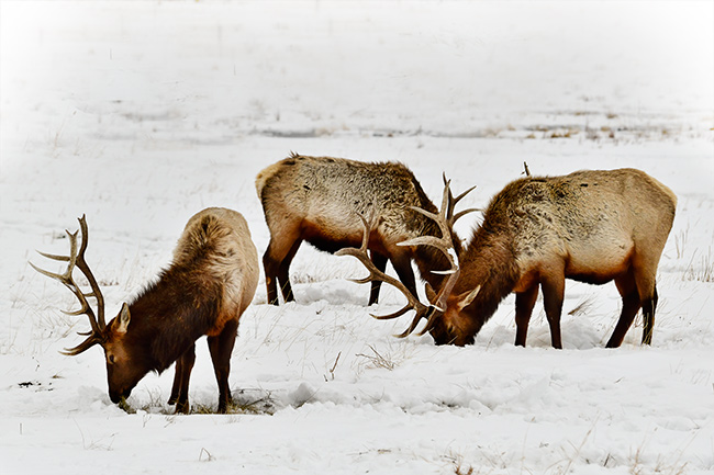 Photo of Jackson Hole, Grand Tetons, and Yellowstone