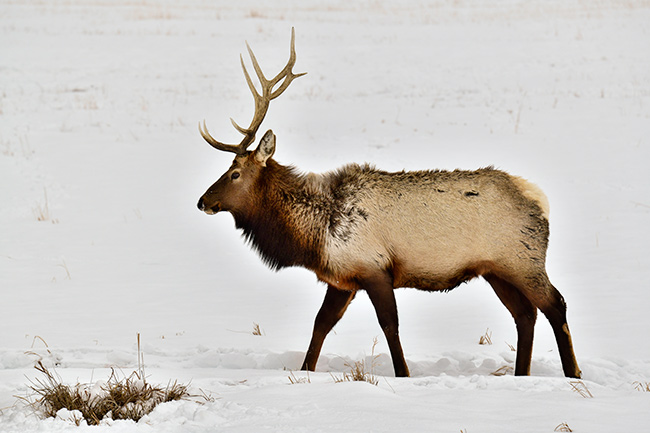 Photo of Jackson Hole, Grand Tetons, and Yellowstone