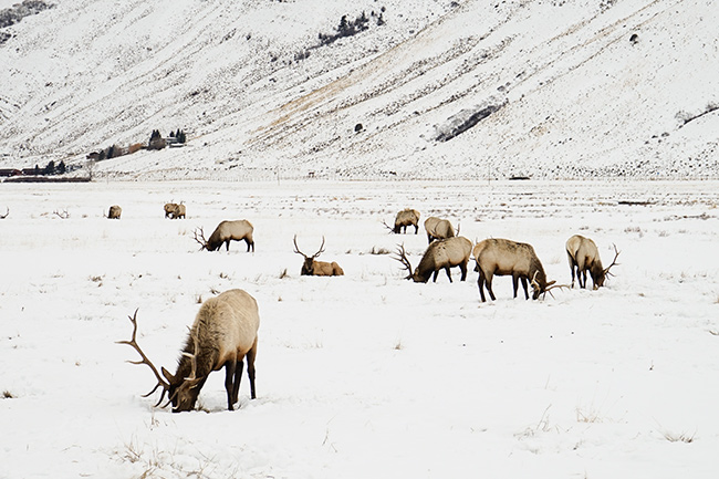 Photo of Jackson Hole, Grand Tetons, and Yellowstone