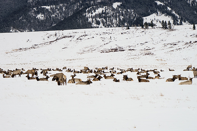 Photo of Jackson Hole, Grand Tetons, and Yellowstone