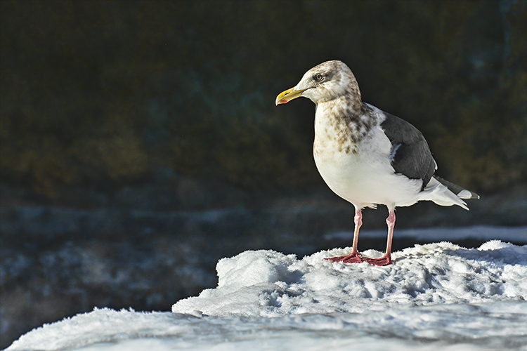 Wildlife in Japan